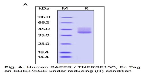 P1170-10 - Méret : 10 mikrogramm - Emberi CellExp BAFFR / TNFRSF13C, Fc Tag Humán Rekombináns, BioVision.Inc - Minden (10micrograms)