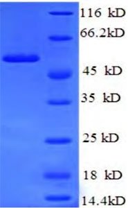 Rekombináns Escherichia coli Periplasmic szerin endoprotease DegP (degP) (Rekombináns Fehérje)
