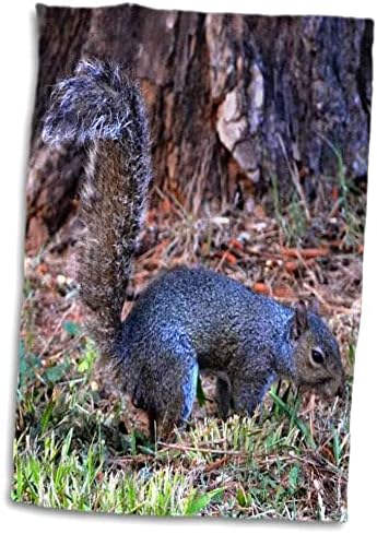 3dRose A Túl Korai egy fotó egy mókus az udvaron kora reggel - Törölköző (twl-193024-3)