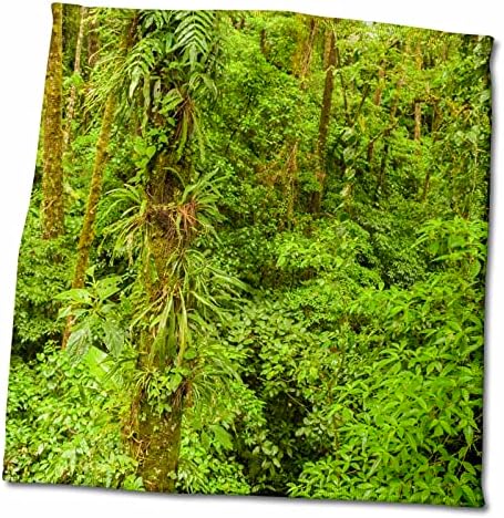 3dRose Közép-Amerika, Costa Rica, Arenal. Esőerdő lombozat. - Törülközők (twl-258567-3)