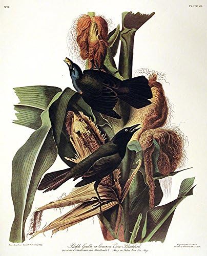 Lila Grakle vagy Közös Varjú Feketerigó. Athe Birds of America (Amsterdam Kiadás)